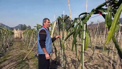 Ejder Meyvesi Üreticinin Gözdesi Oldu