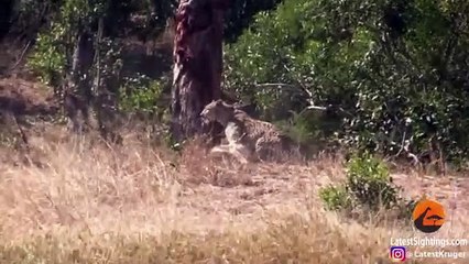Hyena Indirectly Saves Impala from Leopard