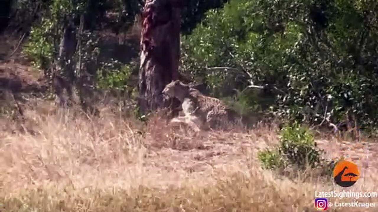 Hyena Indirectly Saves Impala from Leopard