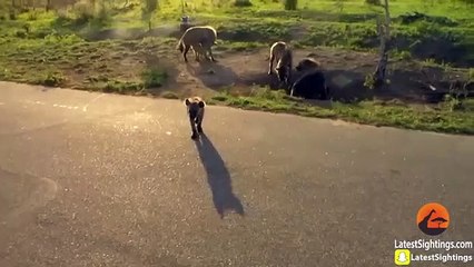Hyena Nearly Opens Car Door