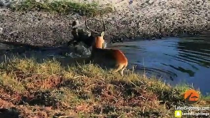Hyenas Steal Wild Dog Kill in Epic Battle - Twice!