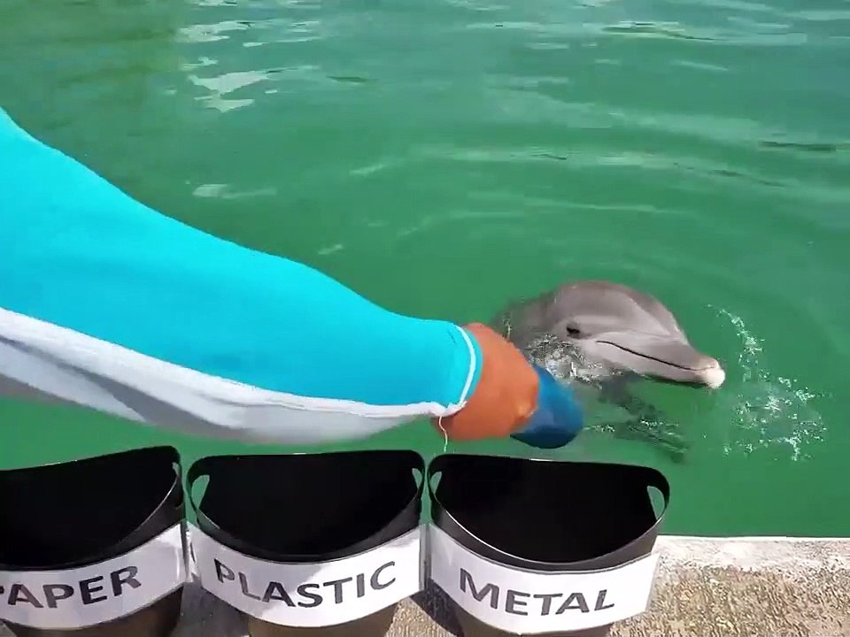 Dolphin knows about recycling - video Dailymotion