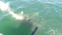 Un énorme requin Bulldog vient voler la prise de ce pecheur