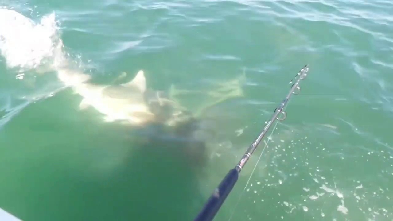 Un énorme requin Bulldog vient voler la prise de ce pecheur