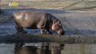 Hippo Hysteria! Pablo Escobar’s Hippos are Taking Over Colombia