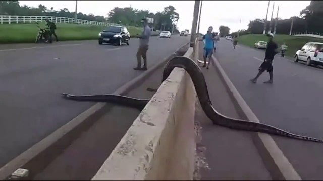 Traffic halts as Giant Anaconda Crosses Road in Brazil; Video Goes Viral __ GoVi_HD