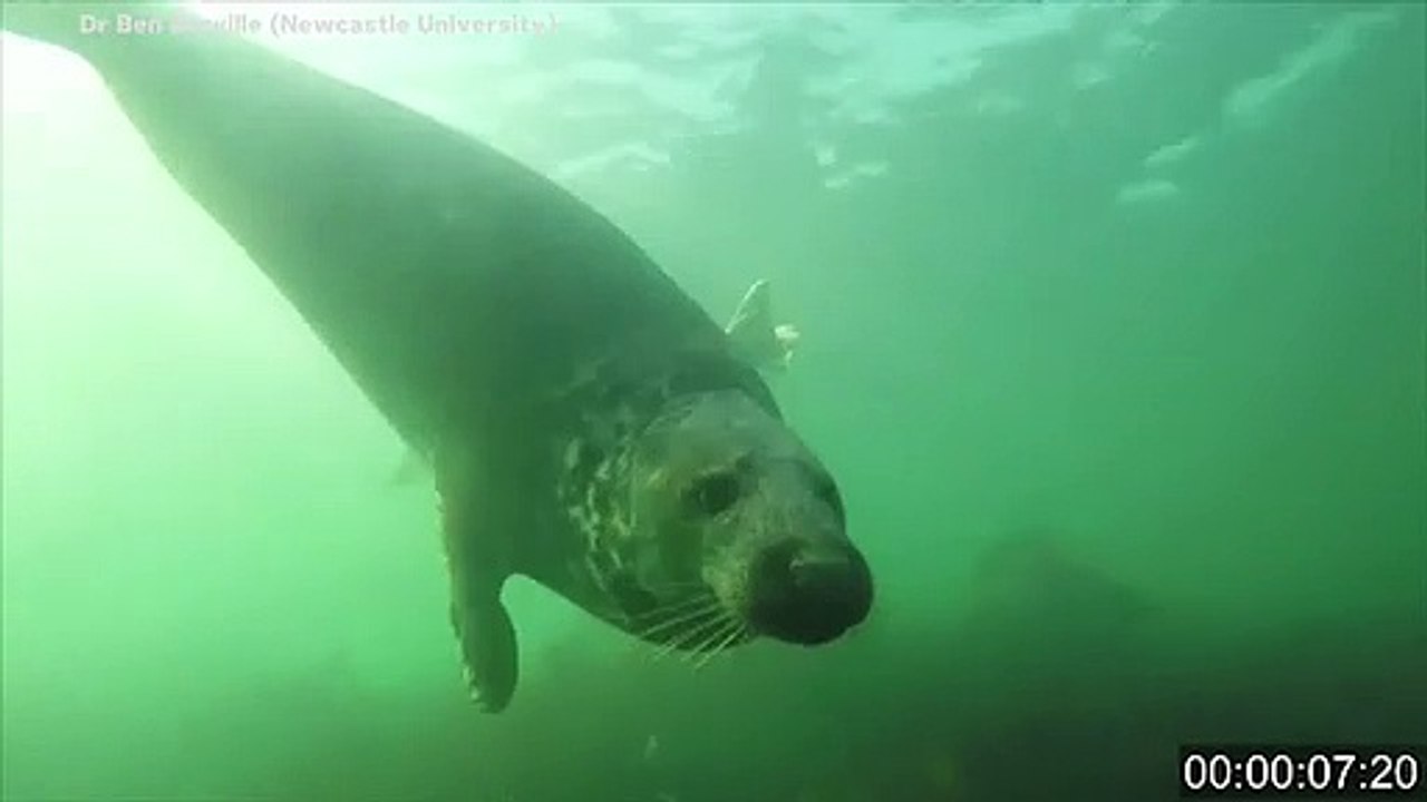 Gray Seals Filmed Clapping Underwater To Communicate video Dailymotion