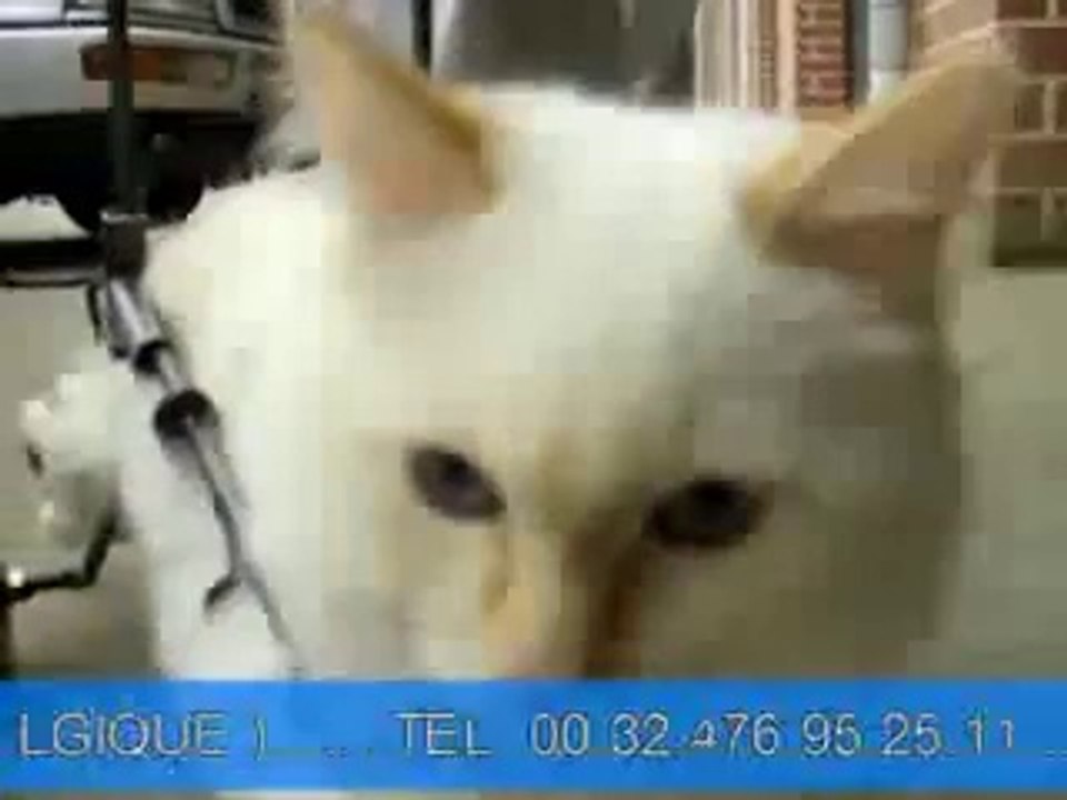 Chaise roulante pour chat handicapé