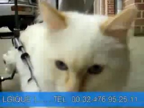 Chaise roulante pour chat handicapé