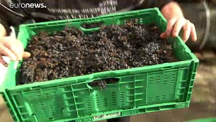 Το «Γλυκό Brexit» έγινε... κρασί στην Αυστρία