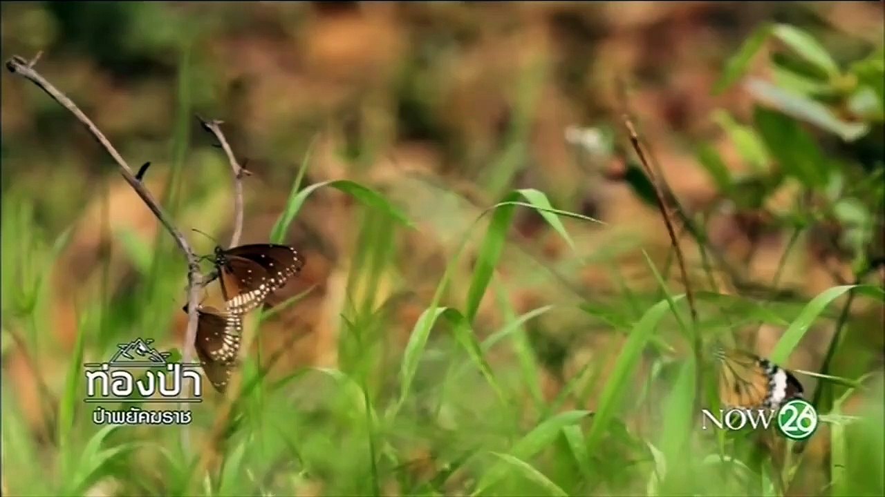 สารคดี เสือป่าพยัคฆราช