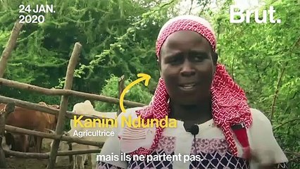 Au Kenya, des millions de criquets s'abattent sur le pays