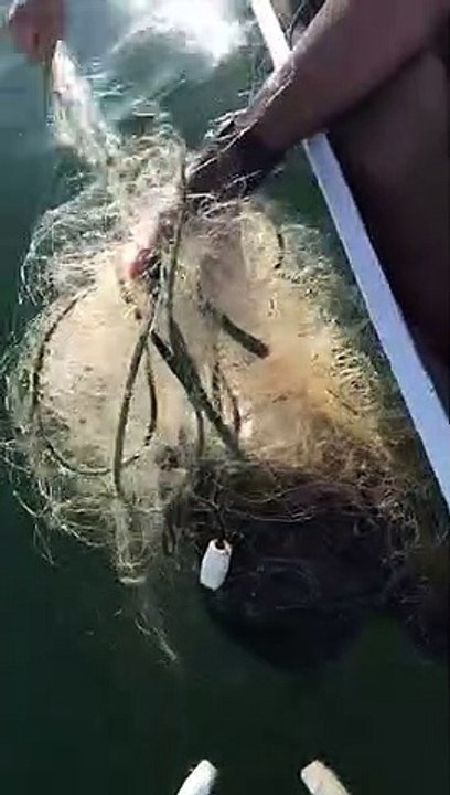 Praticantes de canoa havaiana encontram tartarugas e arraia presas em redes na Baía de Vitória