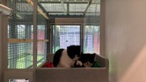 The Moggies Up For Adoption At Cats Protection!