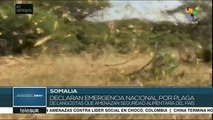 Somalia declara emergencia por plaga de langostas