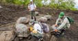 Galápagos : la découverte de trente tortues géantes issues d'espèces disparues suscite l'espoir des écologistes