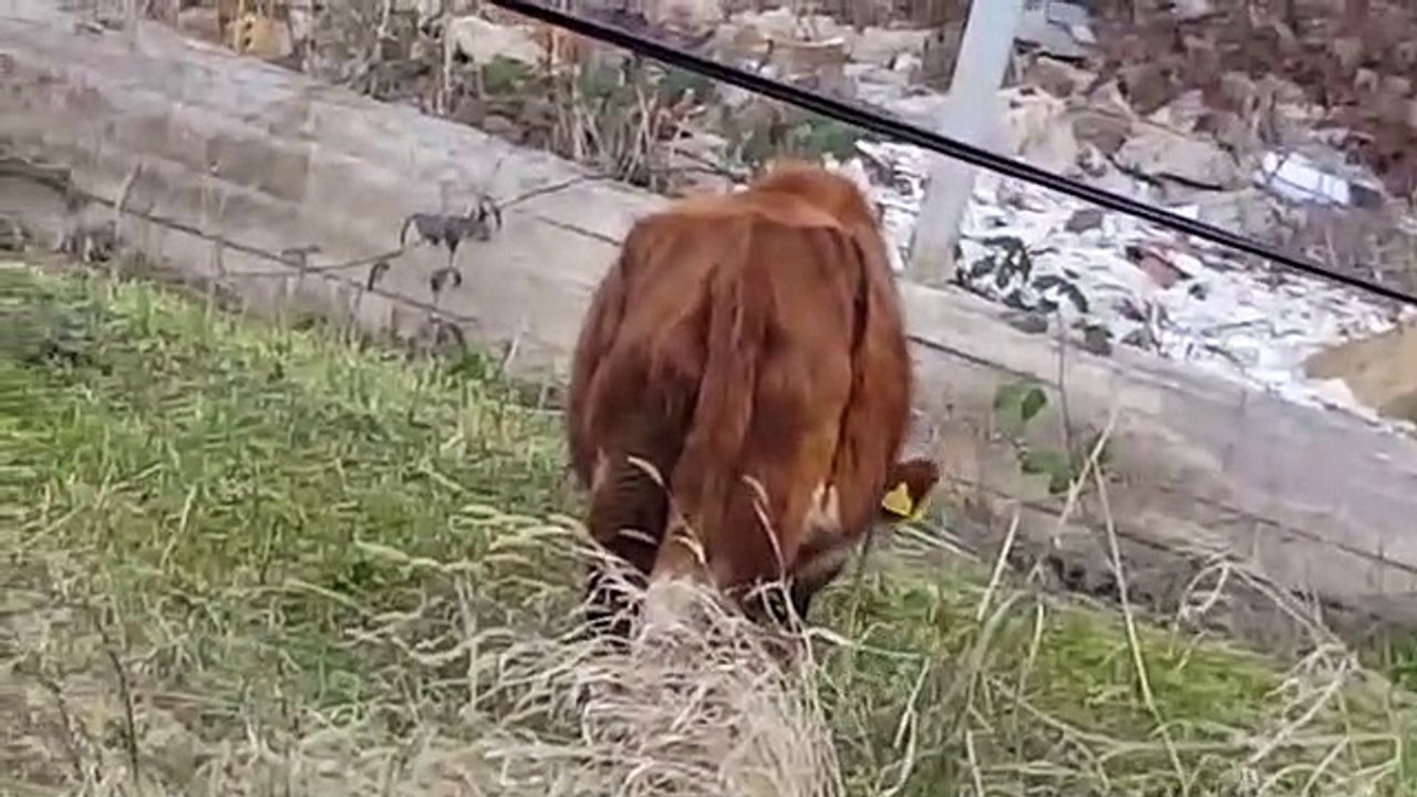A cow walks in the city