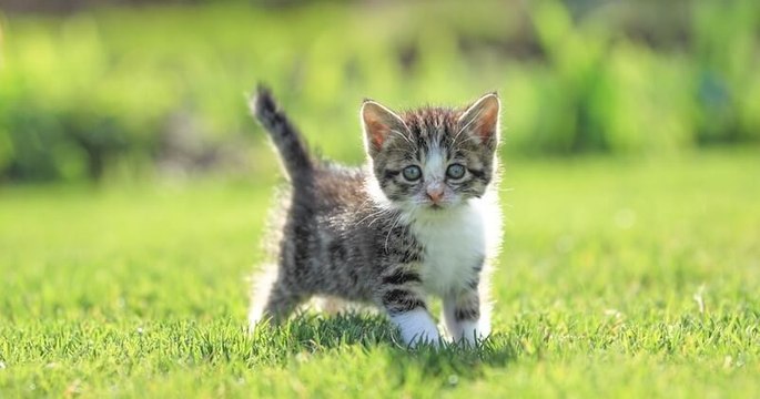 Cet escape game propose de jouer avec des chats que vous pouvez adopter à la fin