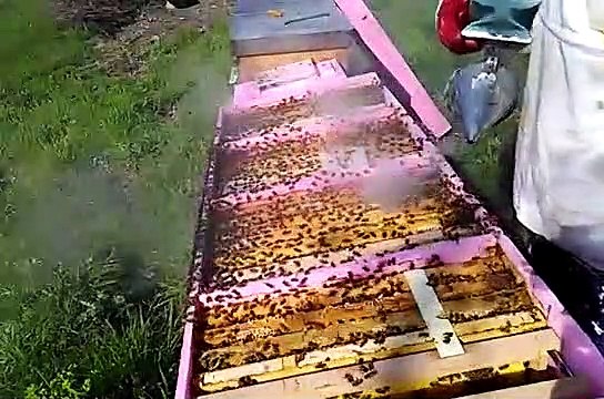 Arı Bakım Kontrol BEEHIVE