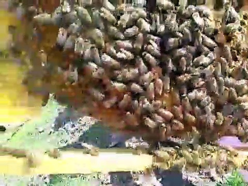 Arı Bakım - Strafor Koloni Destek Kovan Arı Durumu - Foamboard BEEHIVE