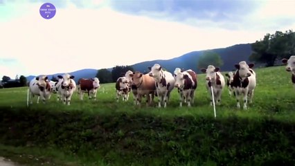 Cows love music / A estas vacas les encanta la música