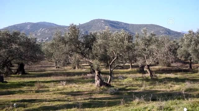 Zeytinyağı alırken kaynağı bilinen ürünler tercih edilmeli. uyarısı