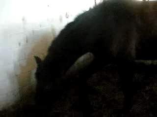 Mon cheval Pitouro qui ce roule