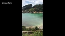 Quand deux orques nagent derrière un enfant en Nouvelle Zélande