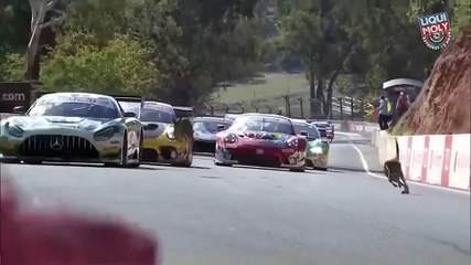 Quand 2 kangourous interrompent une course automobile - 12h de Bathurst