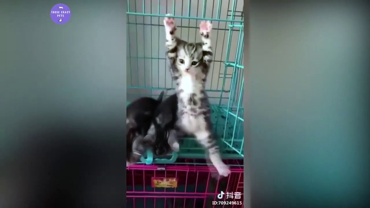 Funny and crazy cats Tik Tok compilation