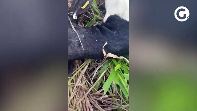 Produtores rurais de Águia Branca dizem que animais estão sendo mortos por onça