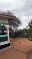 Huge Swarm of Locusts in Africa