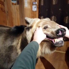 Smiles From the Bear Semyon