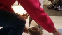 Cats Marching in Time for Meal