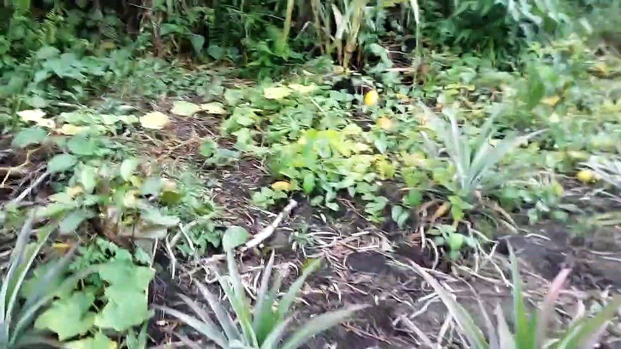 Kebun di kampung halaman...somewhere in Sarawak