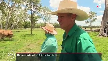 Déforestation : le fléau de l'Australie