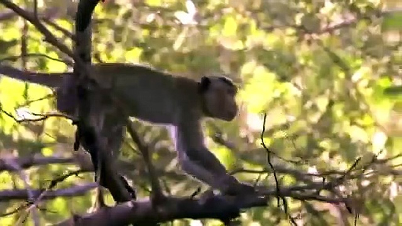 Poor Monkey Crossing The River and Meet The Lions ( 480 X 480 )
