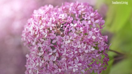 The Most Underrated Hydrangea and Why It’s Great