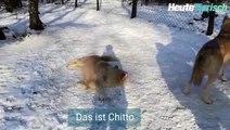 So sieht ein glücklicher Wolf im Schnee aus