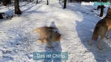 So sieht ein glücklicher Wolf im Schnee aus