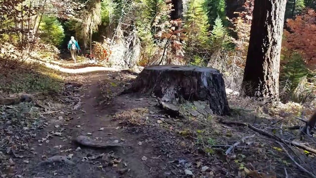 ASMR Hike in Kings Canyon National Park, Whispered with Occasional Brushing Sounds