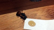 Camponotus Queen - Will she recover?