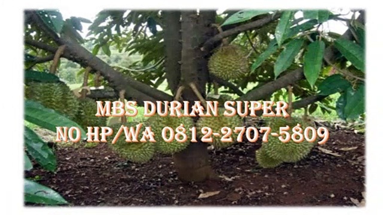 GROSIR, WA 0812-2707-5809, Bibit Durian Bhineka Bawor Sulawesi Selatan