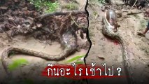 ผวา ! งูเหลือม 8 เมตร นอนพุงตึงในป่า จับผ่าท้องไขปริศนา.. งูกินอะไร ?
