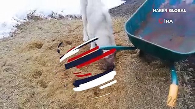 Anne köpek ölen yavrusunu kendi gömdü