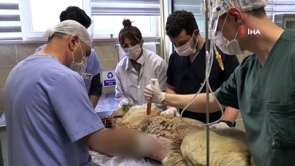 Kurt saldırısında ağır yaralanan kangal köpeği tedavi altına alındı