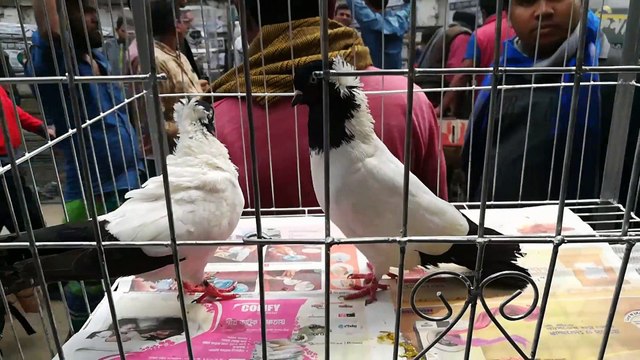 Pigeons hat video Mirpur Dhaka Bangladesh 31-01-2020