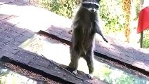 Cute Baby Raccoon Learn from Mama Raccoon - Mama Raccoon Teaches Baby Raccoon To Climb A Tree