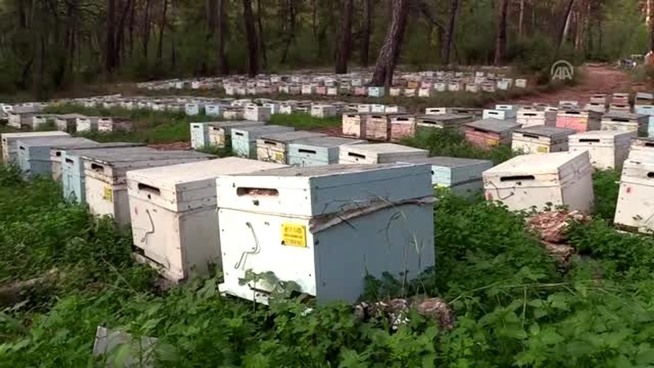 Arı Yetiştiricileri Birliği Başkanı Ziya Şahin: "Dünyanın en kaliteli balları Türkiye'de üretiliyor"