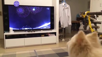 Barking funny dogs / Perritos graciosos y sus ladridos